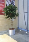 ficus benjamina open braid trunk tree in brushed aluminium planter