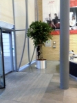 ficus benjamina open braid trunk tree in brushed aluminium planter