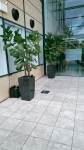 building-entrance-foyer ficus lyrata