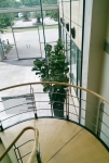 building-entrance-foyer ficus lyrata