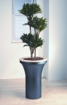 Avantgarde 3 Dracaena Compacta