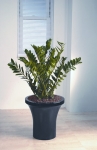 Avantgarde 7 Zamioculcas