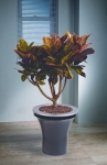 Avantgarde 9 Codiaeum \'Croton\'