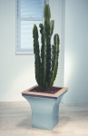 Avantgarde 10 Euphorbia (Cactus)