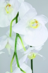 giant-phalaenopsis-254-17718-013