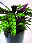 Black Cylik with calathea