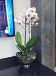 white-orchid-in-stainless-steel-bowl-insitu