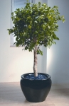 Heritage 9 Ficus Benjamina