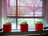 3 small Julius square planters with cacti in-situ