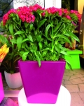 Low Pink Kubik with red flowers