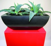 Graphite Linik bowl with aloe