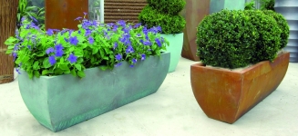 Linik Trough with buxes purple flowering