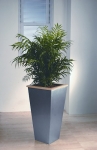 Metropolitan 2 Chamaedorea Palm