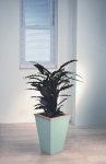 Metropolitan 7 Calathea