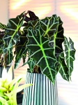 Alocasia polly