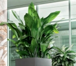 Aglaonema