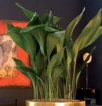 Aspidistra