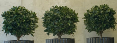 Ball Head Ficus Lyrata