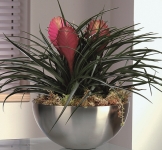 Bromeliad Tillandsia