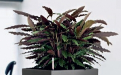 Calathea