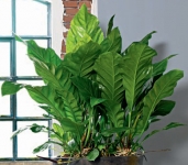 Calathea