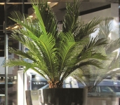 Cycas Palm