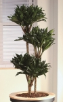 Dracaena Fragrans Compacta