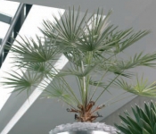 Fan Palm Chamaerops