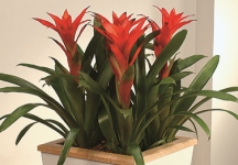 Guzmania Exodus