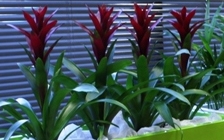 Guzmania Exodus