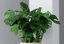 Monstera