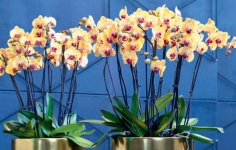 Orchids