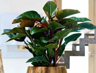 Philodendron