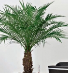 Phoenix Palm