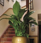 Spathiphyllum