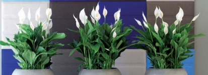 Spathiphyllum