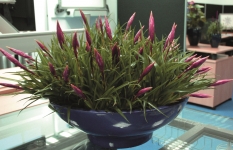 Tillandsia Flabellata