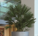 Washingtonia Palm