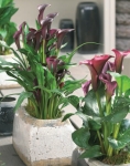 Zantedeschia