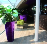 Purple Spin planted with large spathiphyllum in-situ