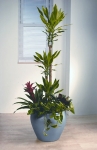 Streamline 4 Dracaena Gold Coast Mix