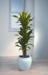 Streamline 7 Dracaena Massengeana