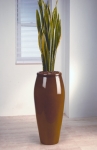 Streamline 12 Sansevieria