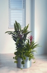 Studio 1 Calathea-mixed display