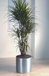 Studio 5 Dracaena Marginata