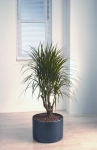 Studio 7 Dracaena Marginata