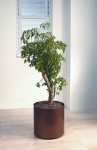 Studio 8 Polyscias \'Ming Aralia\'