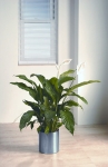 Studio 10 Spathiphyllum