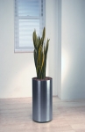 Studio 11 Sansevieria