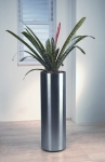 Studio 12 Vriesia Splendens